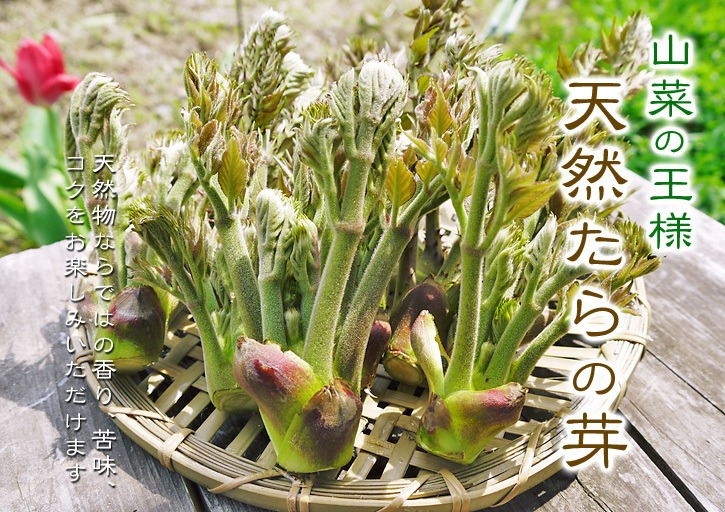 天然たらの芽！平成29年度の発送スタート!!数量限定で大好評販売中！_a0254656_16444692.jpg