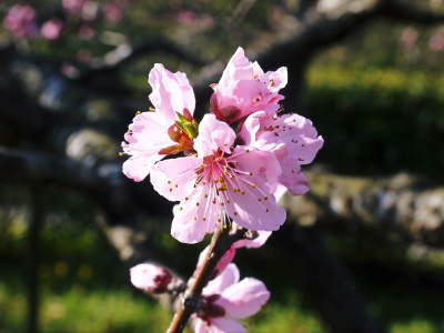 天然たらの芽!平成29年度の発送スタート!!数量限定で大好評販売中!_a0254656_18173962.jpg