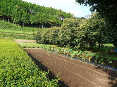 天然たらの芽！平成29年度の発送スタート!!数量限定で大好評販売中！_a0254656_18245385.jpg