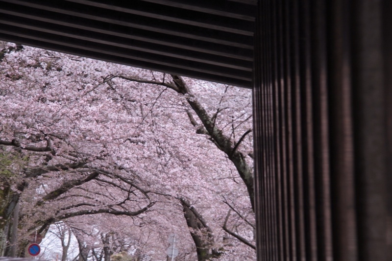 海津大崎の桜　２_a0355356_08440571.jpg