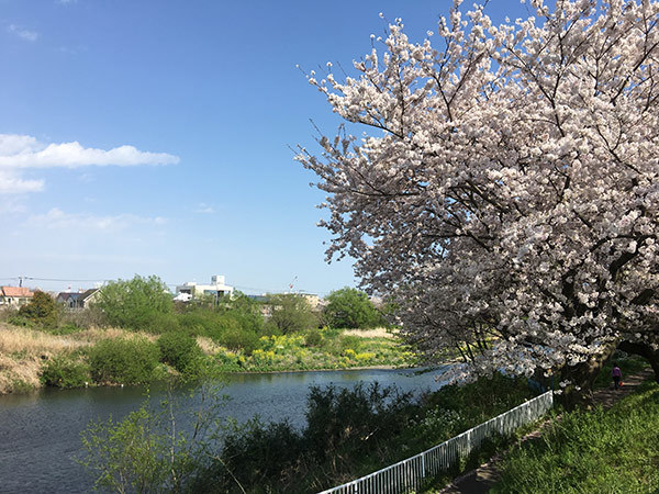 さくら・サクラ・桜　　－その２－_b0031558_23323494.jpg