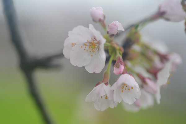 さくら・サクラ・桜　　－その２－_b0031558_23331611.jpg