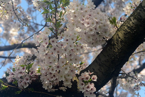 さくら・サクラ・桜　　－その２－_b0031558_23374662.jpg