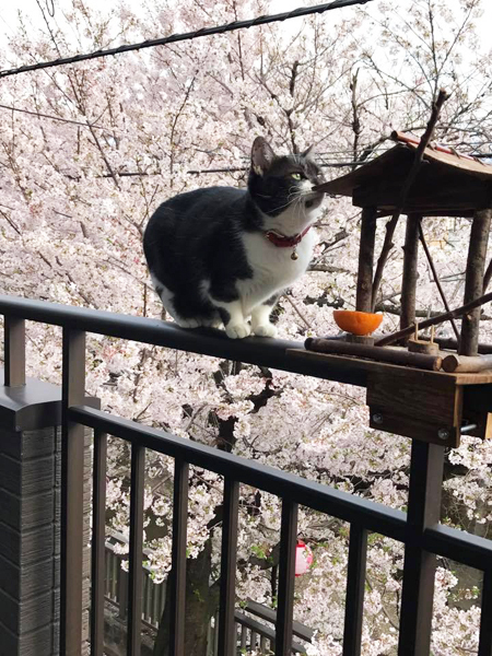 花見より猫見より、手料理のあたたかさ。_a0246661_20310111.jpg