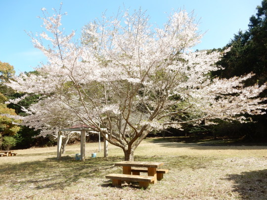 ’17,4,13(木)真央ちゃんの引退会見とお花見!_f0060461_09065788.jpg
