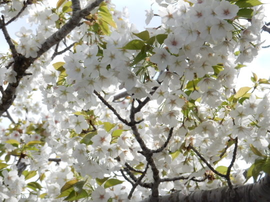 ’17,4,14(金)ブルーベリーヒルの桜も満開!_f0060461_17550092.jpg