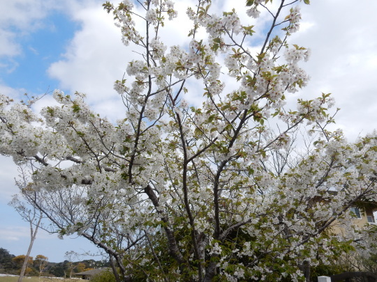 ’17，4，14（金）ブルーベリーヒルの桜も満開！_f0060461_17560310.jpg