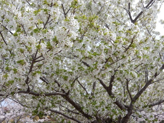 ’17，4，14（金）ブルーベリーヒルの桜も満開！_f0060461_17570003.jpg