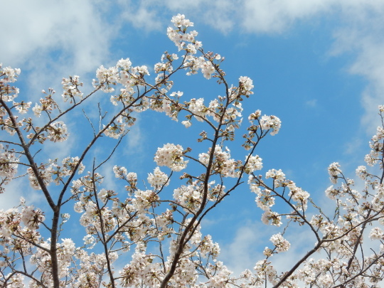 ’17，4，14（金）ブルーベリーヒルの桜も満開！_f0060461_17575824.jpg