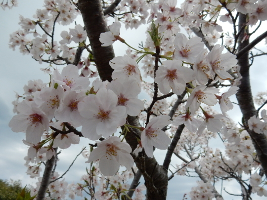 ’17，4，14（金）ブルーベリーヒルの桜も満開！_f0060461_18024611.jpg