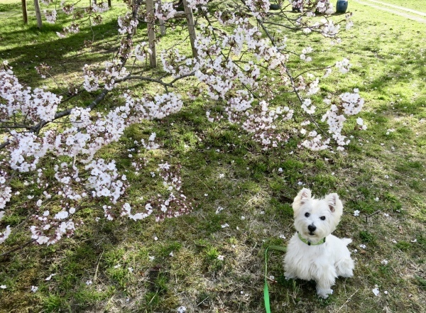 今年一回めは、花を見るだけの「お花見」_f0363961_17095921.jpeg