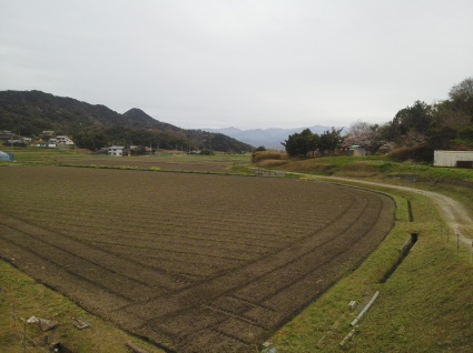 落ち椿、苔おこし…_b0368362_22225446.jpg