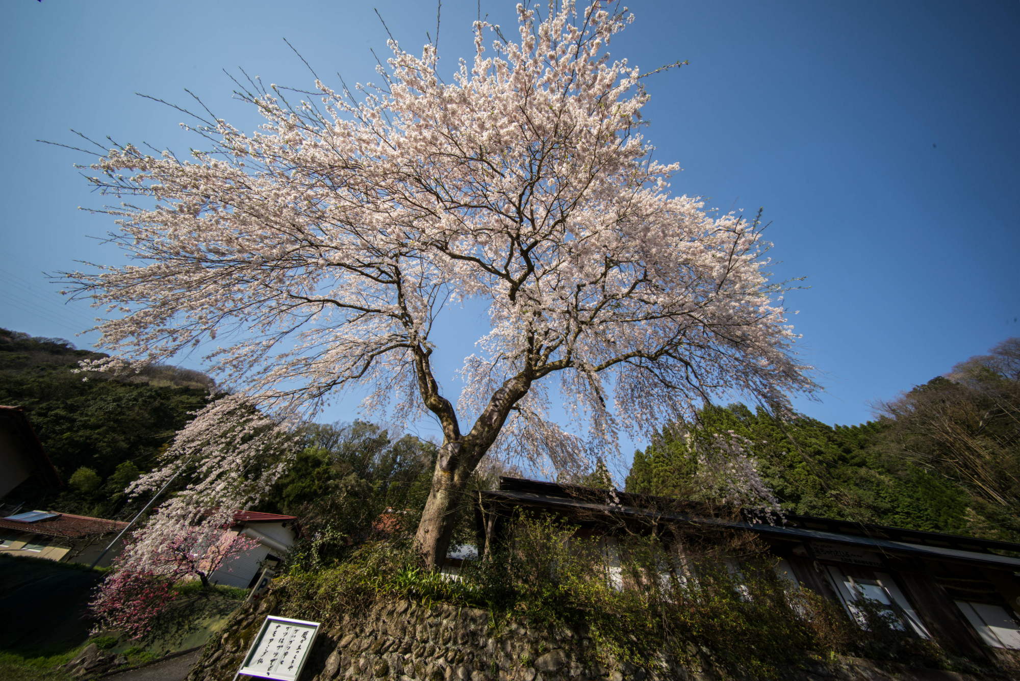 桜満開_e0015567_21573953.jpg