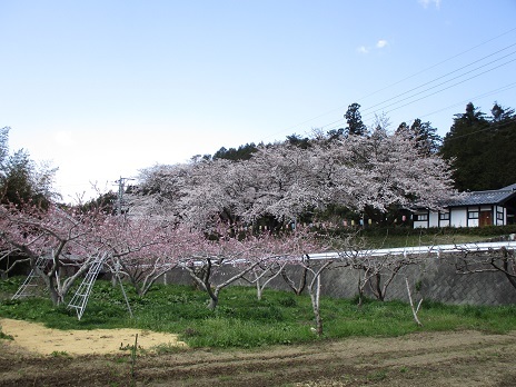 今日も桜　午前中_a0157268_15310840.jpg