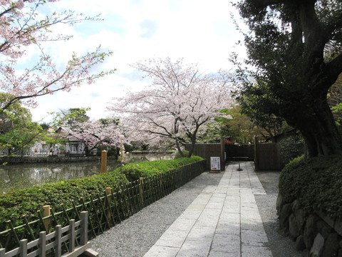 今年の鎌倉の桜_f0006171_17521288.jpg