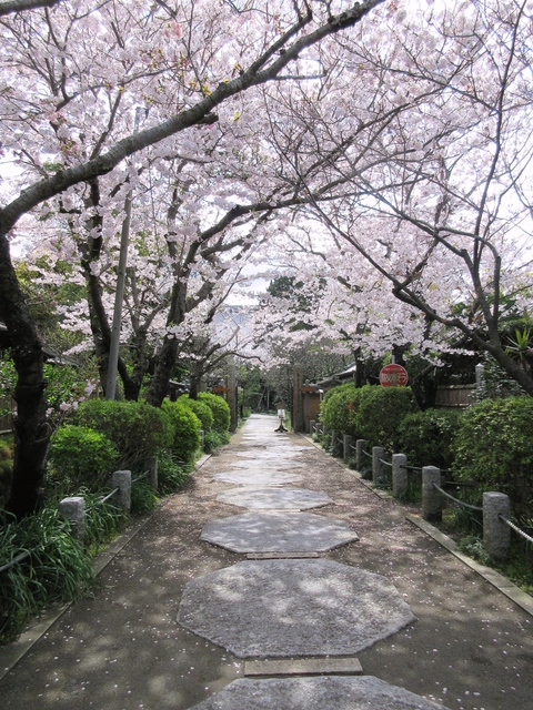 今年の鎌倉の桜_f0006171_1755431.jpg