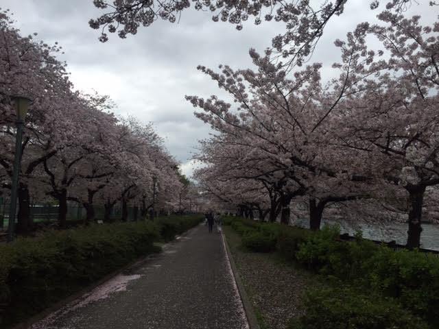 Fちゃんから速報～♪大阪造幣局「桜の通り抜け」_a0123372_07300153.jpg