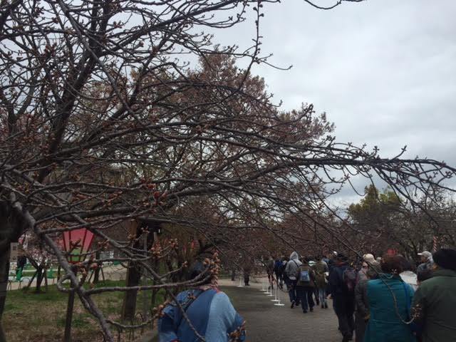 Fちゃんから速報～♪大阪造幣局「桜の通り抜け」_a0123372_07412316.jpg