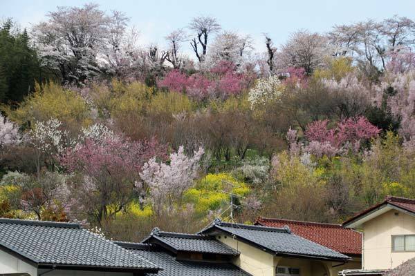 百花繚乱とはこのことか・・・_e0068873_18535820.jpg