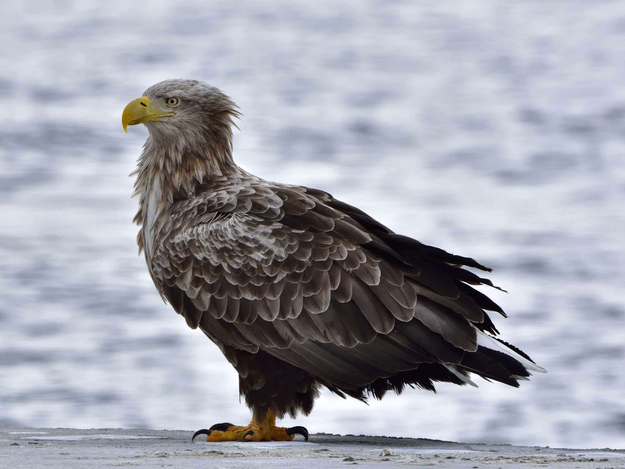 オジロワシ（尾白鷲）/White-tailed eagle_f0365975_00351718.jpg