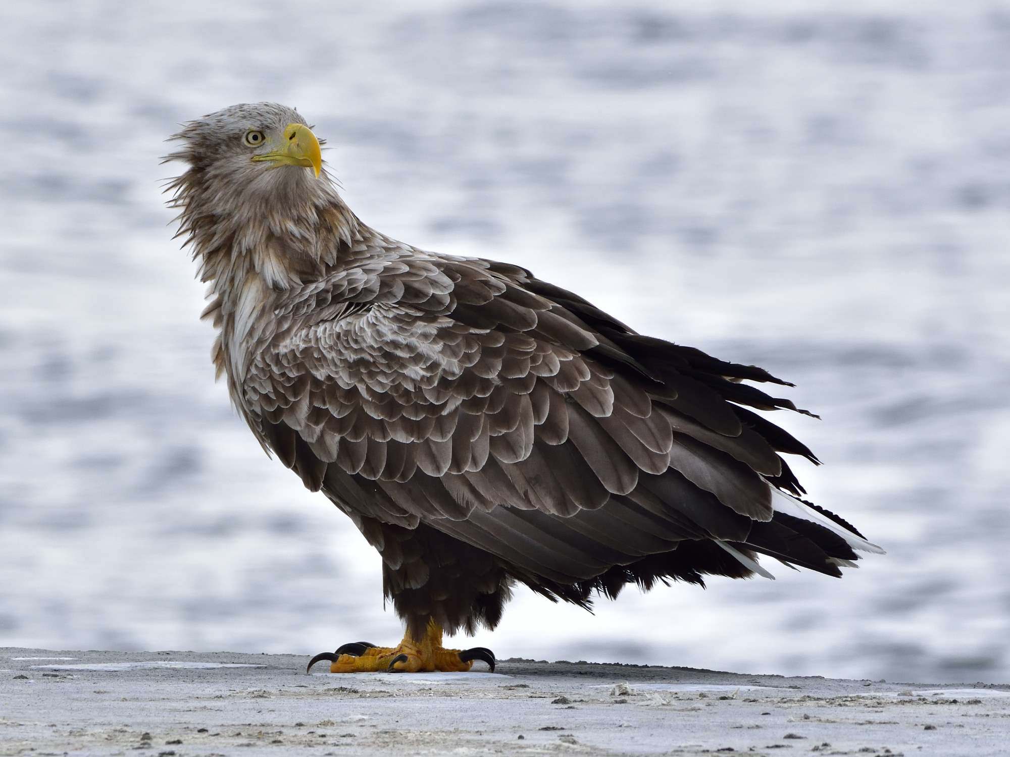 オジロワシ（尾白鷲）/White-tailed eagle_f0365975_00352016.jpg