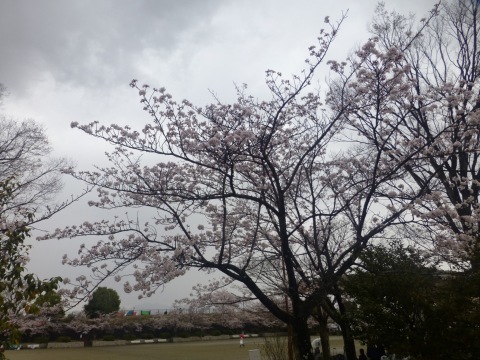 ご近所の桜@甲府荒川の家_c0131878_17474308.jpg