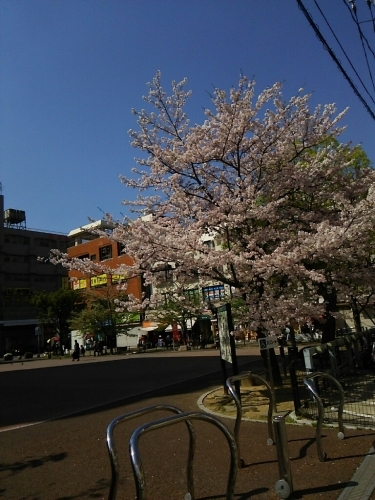 桜 2017 完_d0021778_11352017.jpg