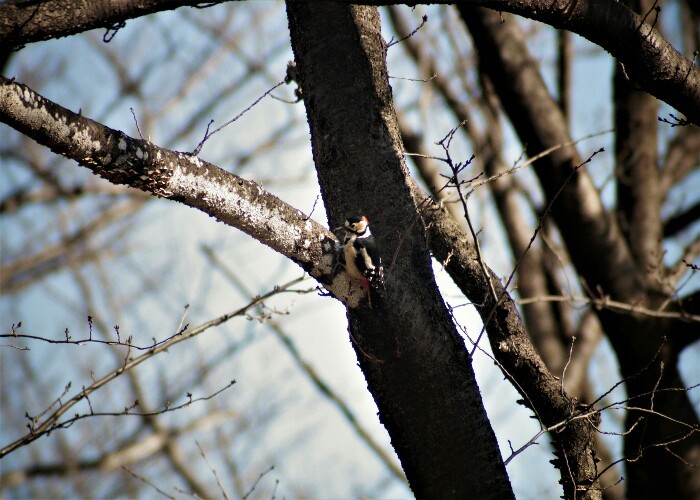 3月の鳥たち_d0359278_11302637.jpg