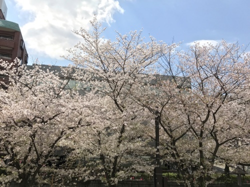 2017.4.13それぞれの桜。_e0275478_14464631.jpg