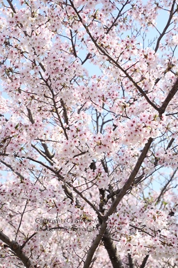 2017 SAKURA_e0237680_16134204.jpg