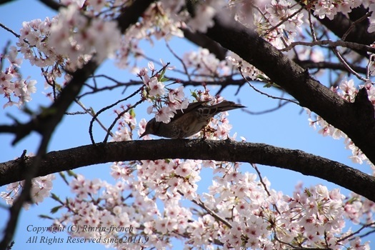 2017 SAKURA_e0237680_16135190.jpg