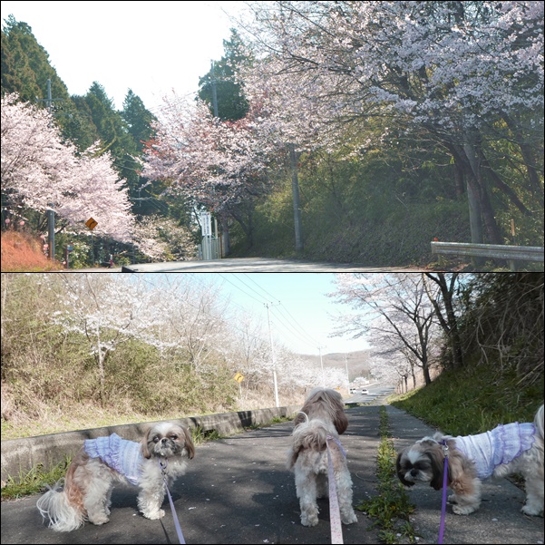 今日の桜と姉と台所_e0234881_21101954.jpg