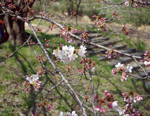 花と山野草/八王子桜巡り-3_b0123486_08343073.jpg