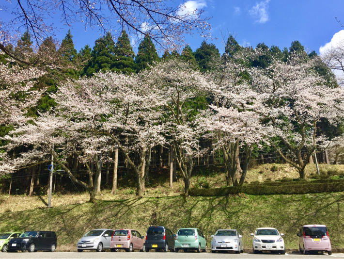 桜シーズン_d0182188_21363930.jpg