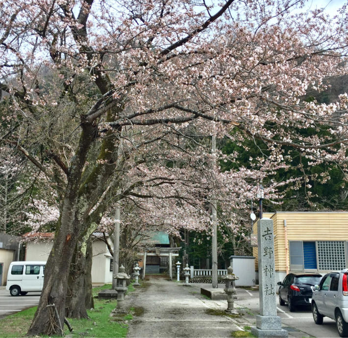 桜シーズン_d0182188_21364283.jpg