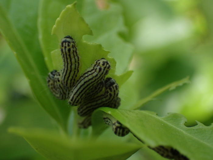 ミノウスバ の幼虫 Pryeria Sinica 写ればおっけー コンデジで虫写真 ミノウスバ の幼虫 Pryeria Sinica 写ればおっけー コンデジで虫写真