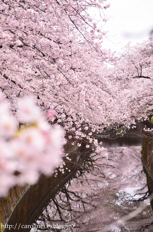 さくら、桜 ２　　　Cherry Blossom Viewing 2_d0025294_19030546.jpg
