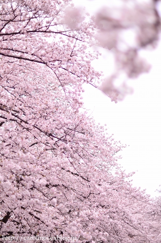 さくら、桜 ２　　　Cherry Blossom Viewing 2_d0025294_19033833.jpg