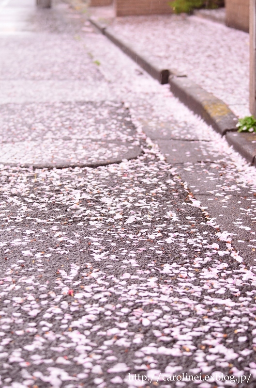 さくら、桜 ２　　　Cherry Blossom Viewing 2_d0025294_19051212.jpg