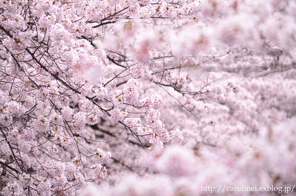 さくら、桜 ２　　　Cherry Blossom Viewing 2_d0025294_19053867.jpg