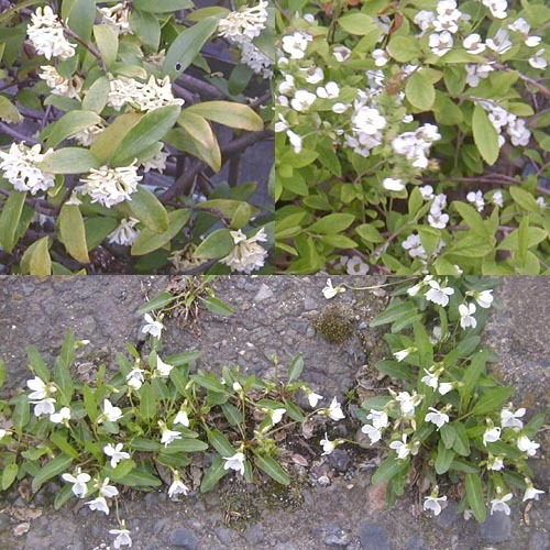 ●梅雨入り前の白花、その１_d0053294_00561516.jpg