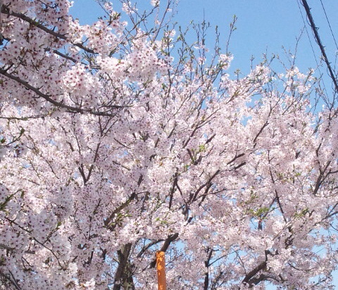 桜吹雪　地面に積もれば　ただのゴミ_a0105396_16462773.jpg