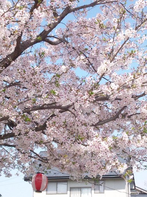 桜吹雪　地面に積もれば　ただのゴミ_a0105396_16464198.jpg