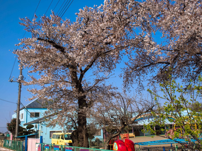 桜も菜の花も_e0194300_16370657.jpg