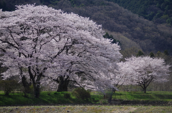 山里の桜を探しに_b0356401_15312906.jpg