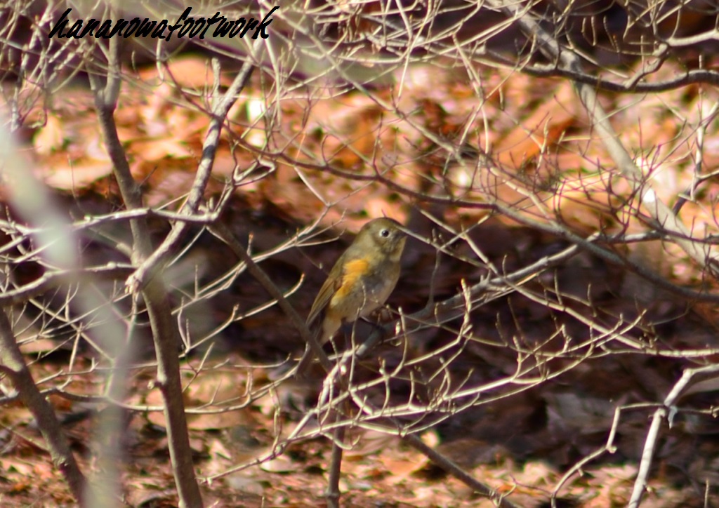 野鳥～軽井沢_b0228502_2335359.jpg