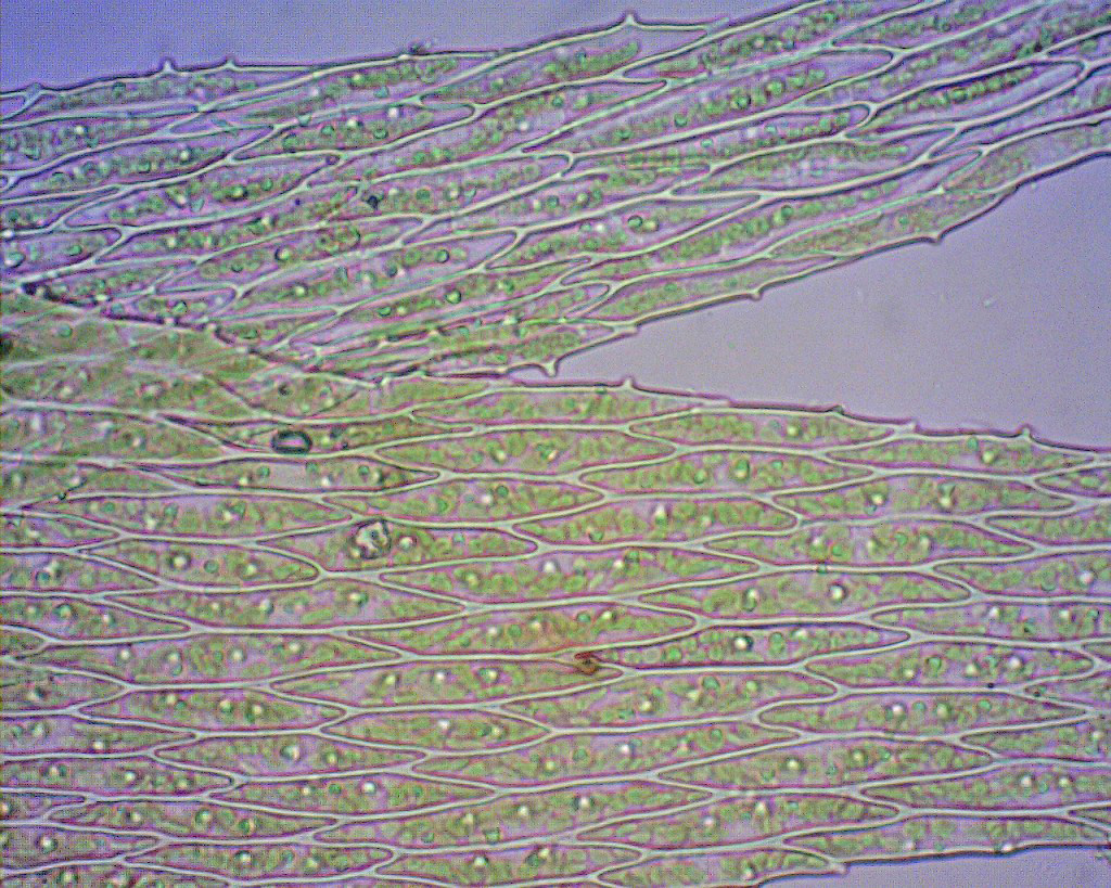 a0108105_935633.jpg