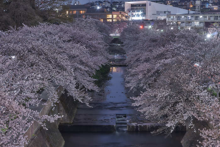 夜桜散歩_b0142405_414677.jpg