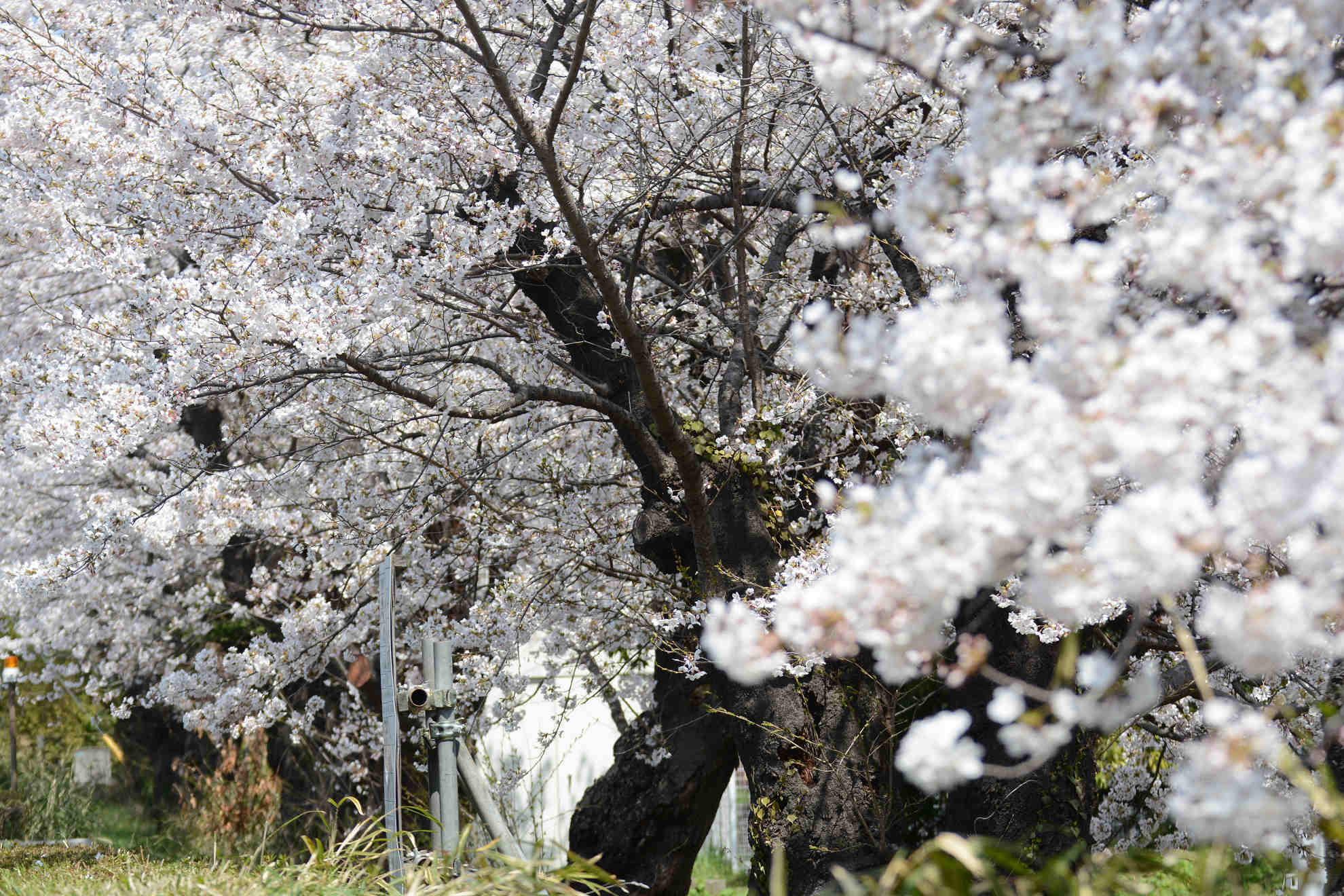 桜とほぼ同時期に咲くカタクリの花_a0148206_20202997.jpg