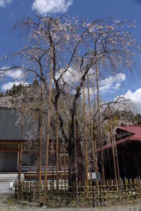 古寺枝垂桜　_a0357206_22290231.jpg